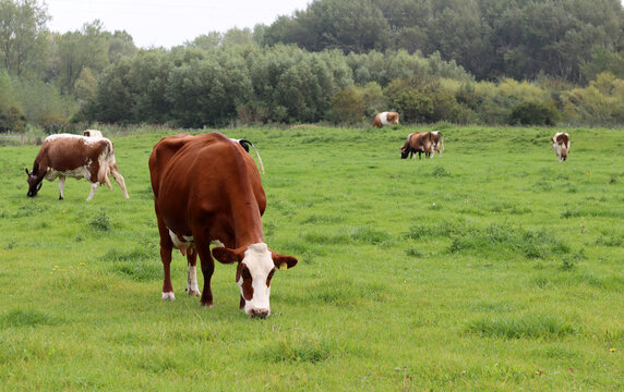 Beautiful brown grazing on a green meadow in the countryside in summer. Livestock photo. Dairy farm animals. 