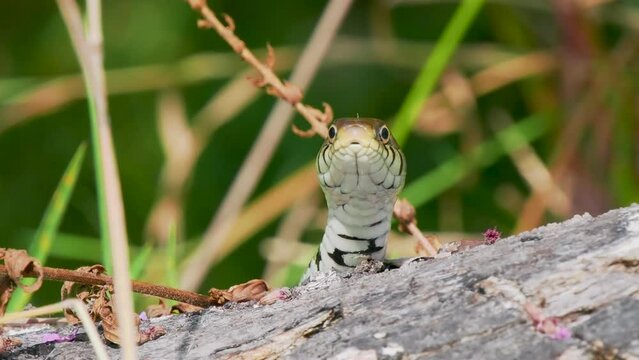 Grass Snake on a Log