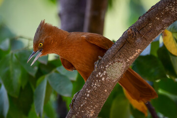Rufous cacholote (Pseudoseisura unirufa)