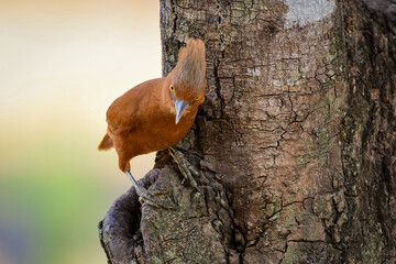 Rufous cacholote (Pseudoseisura unirufa)