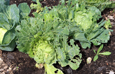 Naklejka premium Organic Cabbage in the vegetable garden. Healthy food concept.