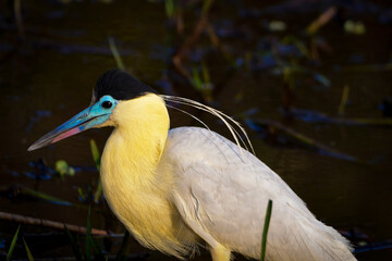 Capped Heron (Pilherodius pileatus) at Pantanal
