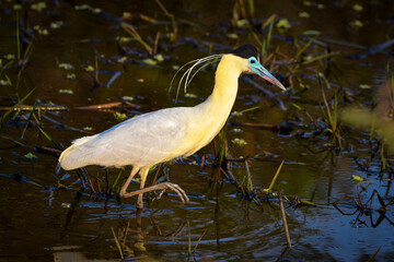 Capped Heron (Pilherodius pileatus) at Pantanal