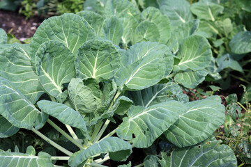 Cabbage growing in the vegetable garden, closeup of photo.