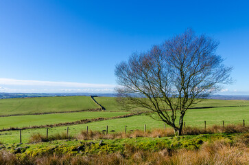 Isolated bare tree with farm fields Anglezarke West Pennine Moors Lancashire