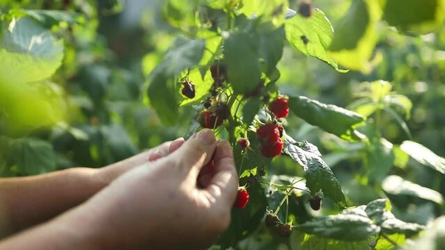 Close up of harvest of ripe raspberries in garden, woman's hands picking berries. Branch of ripe raspberries in a garden on blurred green background. Organic fruit product.Female Farmer harvesting