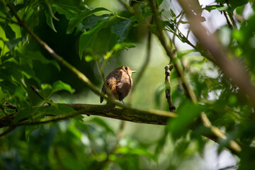 Baby Robin Red Breast (Erithacus rubecula) in Dublin, Ireland