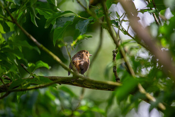 Baby Robin Red Breast (Erithacus rubecula) in Dublin, Ireland