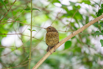 Baby Robin Red Breast (Erithacus rubecula) in Dublin, Ireland