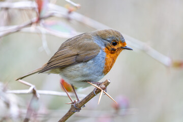 Robin Red Breast (Erithacus rubecula) in Dublin, Ireland