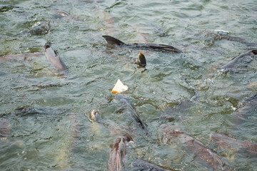 Feed the fish in the temple with bread at the temple Thailand