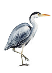 Heron bird on isolated  background, watercolor hand drawn painting illustration. 