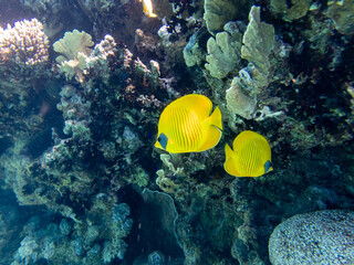 Naklejka na ściany i meble Chaetodon fasciatus in a coral reef in the Red Sea