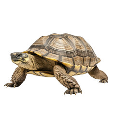 Obraz premium turtle walking, side perspective, isolated on transparent png background, generative ai