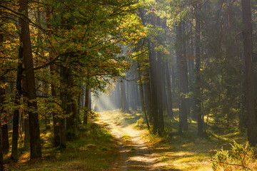  Jesienny poranek w lesie. Promienie słoneczne.