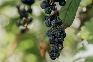 Bunch of ripe grapes with dried berries hanging from the vine. 