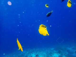 Chaetodon fasciatus in a coral reef in the Red Sea