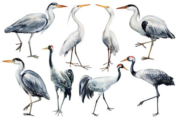 Heron bird on isolated white background, watercolor hand drawn painting illustration. Set of birds
