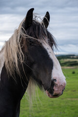 Obraz na płótnie Canvas Horse portrait in field