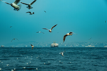Fototapeta na wymiar Flying seagulls over the sea, Istanbul, Turkey