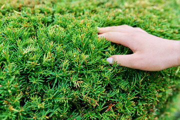 Close-up of evergreen yew, decorative topiary bush with woman's hand