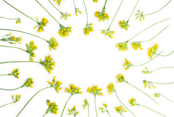 Yellow flowers Primula veris ( cowslip, petrella, herb peter, paigle, peggle, key flower, Primula officinalis Hill ) on a white background with space for text. Top view, flat lay. Medicinal herb