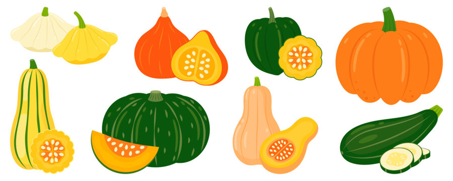 Pumpkin and squash set isolated on white background. Thanksgiving and Halloween elements. Fall harvest gourds. Vector illustration of vegetables in flat style.