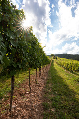 Fototapeta na wymiar fresh green vineyard row 