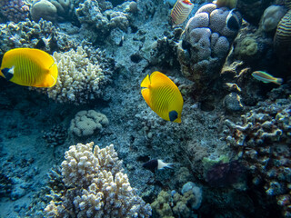 Chaetodon fasciatus in a coral reef in the Red Sea