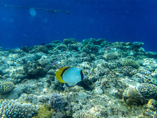 Naklejka na ściany i meble Chaetodon fasciatus in a coral reef in the Red Sea