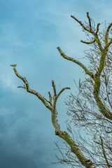 Tree and blue sky in the winter season, Istanbul, Turkey