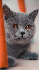 Close up portrait of a cat (British Shorthair)