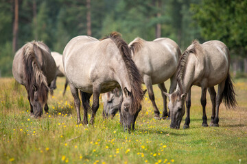 Fototapeta premium Small herd of Wild horses - Equus ferus - grazing in natural reserve at Marielyst, Denmark
