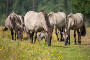 Fototapeta premium Small herd of Wild horses - Equus ferus - grazing in natural reserve at Marielyst, Denmark