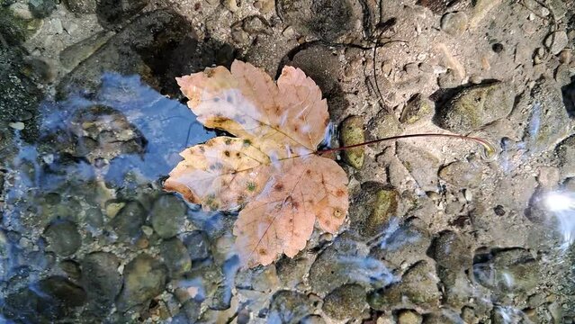 foglia nel fiume