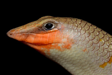 Sandfish lizard closeup on isolated background, sandfish lizard "Scincus scincus" closeup head 