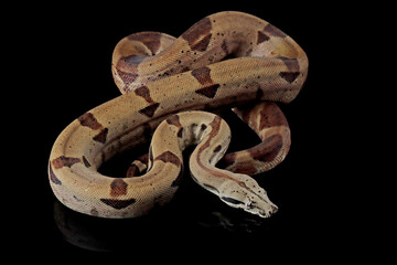 Fototapeta premium Boa constrictor imperator closeup on isolated background, Boa constrictor imperator snake on black background