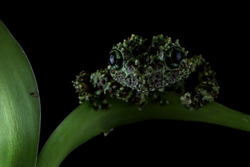 Theloderma corticale (Vietnamese mossy frog) camouflage on leaves, Mossy tree frog camouflage on...