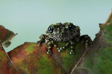 Theloderma corticale (Vietnamese mossy frog) camouflage on leaves, Mossy tree frog camouflage on leaves, mossy tree frog on leaves