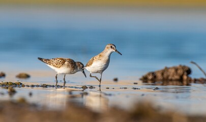 Little Stint (Calidris minuta) is a wetland bird that lives in the northern parts of the European and Asian continents. It feeds in swampy areas.
