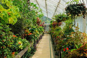 Plants inside an old-fashioned Victorian greenhouse.