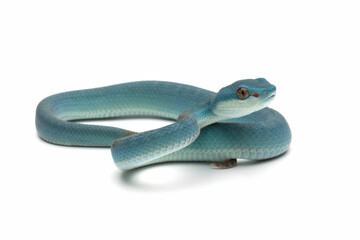 Blue viper snake on reflection, Baby viper snake closeup on isolated background, Indonesian viper snake