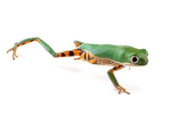 Phyllomedusa hypochondrialis closeup on white background, Northern orange-legged leaf frog or tiger-legged monkey frog closeup  