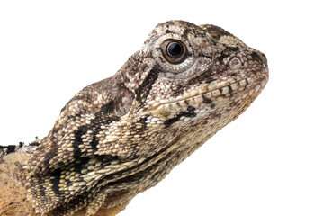 Chlamydosaurus kingii lizard on isolated background, Baby Chlamydosaurus kingii lizard closeup