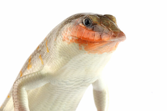 Sandfish lizard closeup on isolated background. sandfish lizard "Scincus scincus" closeup