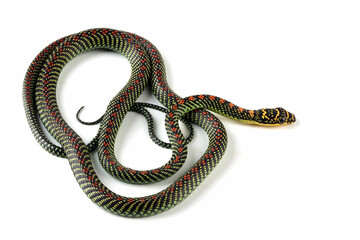 Paradise Flying snake  closeup on white backround, Paradise Flying snake ''Chrysopelea'' on isolated background