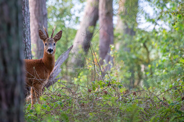 Roebuck - capreolus capreolus - in early morning in Marielyst nature reserve, Denmark