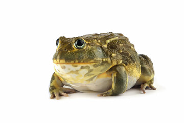 The African Giant Bullfrog (Pyxicephalus adspersus) closeup, Juvenile  African Giant Bullfrog on isolated background