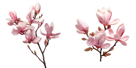 Pink Magnolia flowers on a transparent background