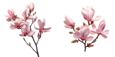 Gordijnen Pink Magnolia flowers on a transparent background © 2rogan